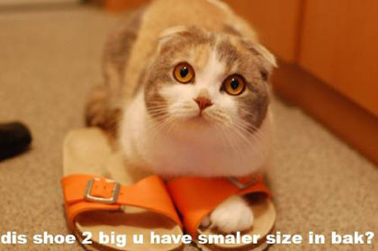 catshoe.jpg